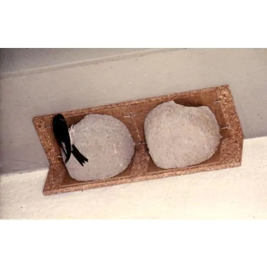 Mehlschwalbennest (Doppelnest)