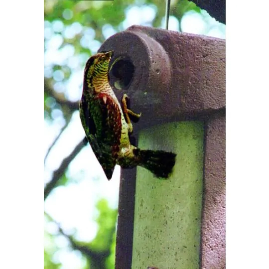 Meisen-Nisthöhle 3 SV