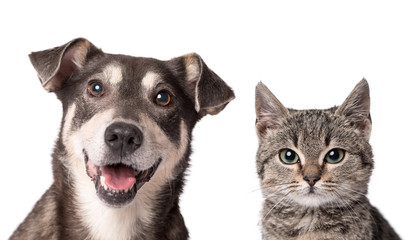 Hunde- und Katzenvergrämung