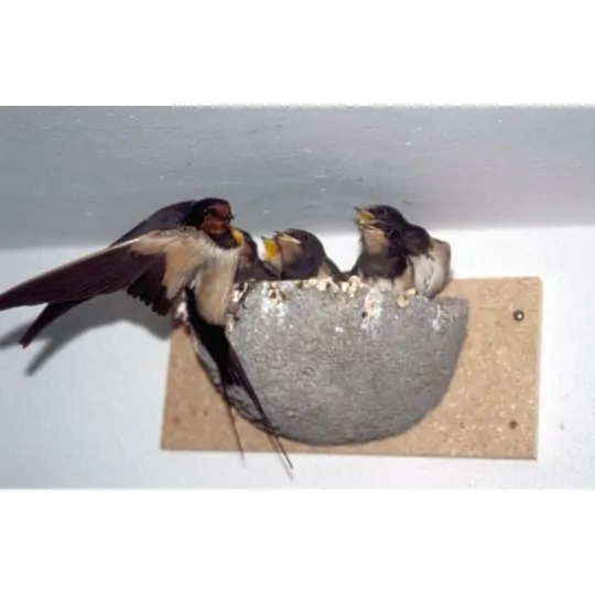 Rauchschwalbennest einfach