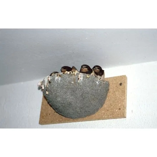 Rauchschwalbennest einfach